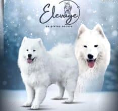 Chiots de race Samoyede à vendre chez l'éleveur MME FROGE CINDY