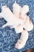 Chiots de race Samoyede à vendre chez l'éleveur MME FROGE CINDY