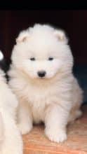 Chiots de race Samoyede à vendre chez l'éleveur MME FROGE CINDY