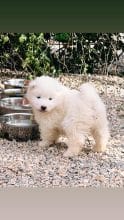 Chiots de race Samoyede à vendre chez l'éleveur MME FROGE CINDY