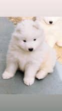 Chiots de race Samoyede à vendre chez l'éleveur MME FROGE CINDY