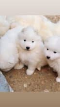 Chiots de race Samoyede à vendre chez l'éleveur MME FROGE CINDY