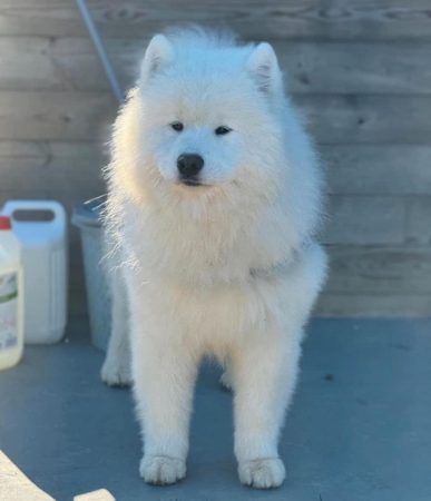 Image de la portée de chiot de l'élévage MME FROGE CINDY