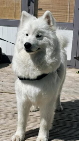 Image de la portée de chiot de l'élévage MME FROGE CINDY