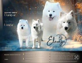 Chiots de race Samoyede à vendre chez l'éleveur MME FROGE CINDY