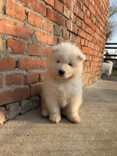 Chiots d'apparence Samoyede à vendre chez l'éleveur SARL HAPPY HOLIDAYS