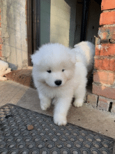 Chiots d'apparence Samoyede à vendre chez l'éleveur SARL HAPPY HOLIDAYS