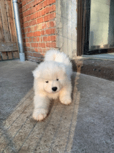 Chiots d'apparence Samoyede à vendre chez l'éleveur SARL HAPPY HOLIDAYS