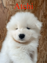 Chiots d'apparence Samoyede à vendre chez l'éleveur SARL HAPPY HOLIDAYS