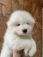 Chiots d'apparence Samoyede à vendre chez l'éleveur SARL HAPPY HOLIDAYS