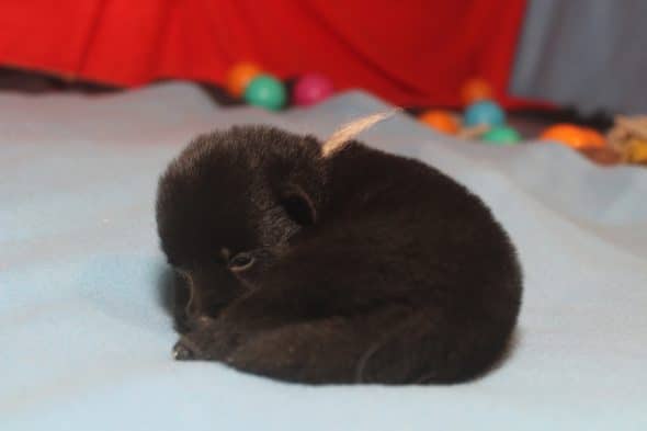 Image de la portée de chiot de l'élévage LES PETITES PATTES BLANCHES