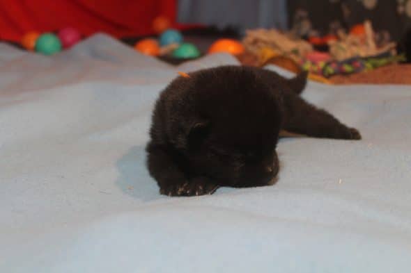 Image de la portée de chiot de l'élévage LES PETITES PATTES BLANCHES