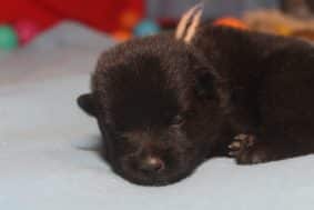 Chiots de race Schipperke à vendre chez l'éleveur LES PETITES PATTES BLANCHES