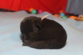 Chiots de race Schipperke à vendre chez l'éleveur LES PETITES PATTES BLANCHES