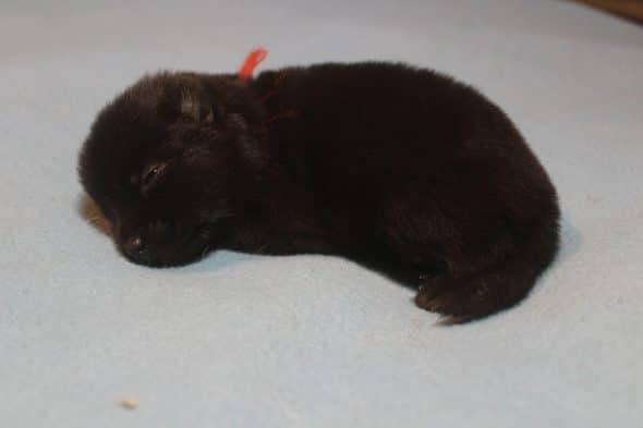 Image de la portée de chiot de l'élévage LES PETITES PATTES BLANCHES