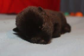 Chiots de race Schipperke à vendre chez l'éleveur LES PETITES PATTES BLANCHES