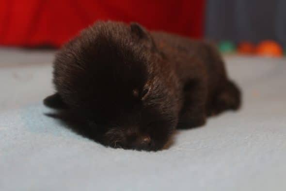 Image de la portée de chiot de l'élévage LES PETITES PATTES BLANCHES