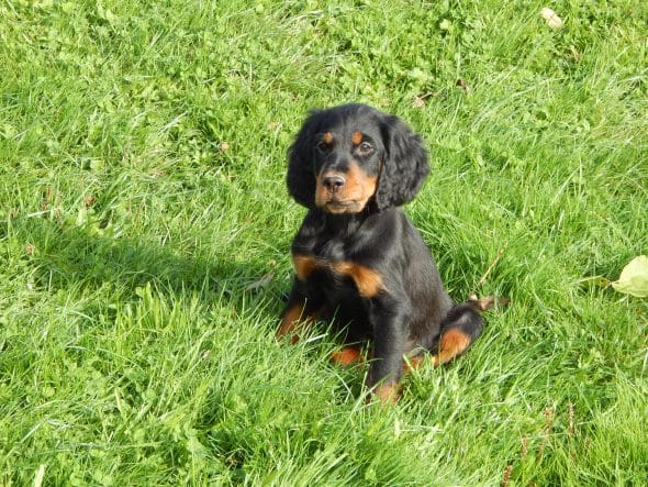 Image de la portée de chiot de l'élévage LE MAS D’EYRAUD