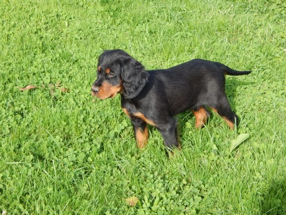 Image de la portée de chiot de l'élévage LE MAS D’EYRAUD