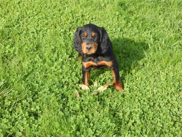 Image de la portée de chiot de l'élévage LE MAS D’EYRAUD