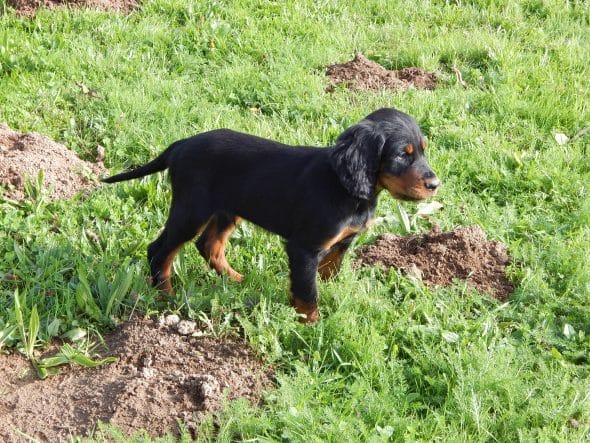 Image de la portée de chiot de l'élévage LE MAS D’EYRAUD