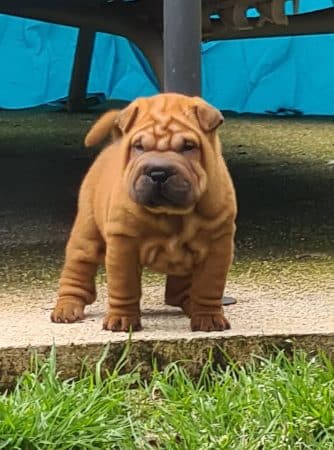 Image de la portée de chiot de l'élévage DU ROYAUME DES SAMOURAIS