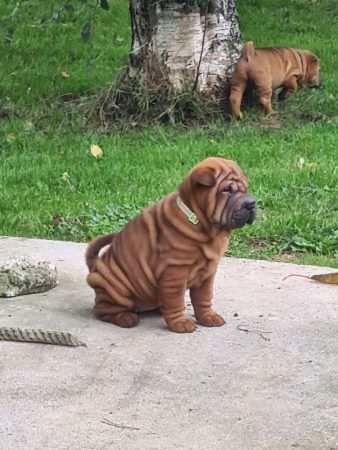 Image de la portée de chiot de l'élévage DU ROYAUME DES SAMOURAIS