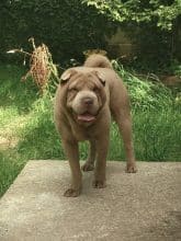 Chiots de race Shar pei à vendre chez l'éleveur DU DOMAINE D’ILOU – FERME DE LA JARILLAIS