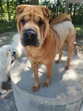 Chiots de race Shar pei à vendre chez l'éleveur DU DOMAINE D’ILOU – FERME DE LA JARILLAIS