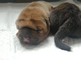 Chiots de race Shar pei à vendre chez l'éleveur DU DOMAINE D’ILOU – FERME DE LA JARILLAIS