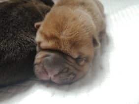 Chiots de race Shar pei à vendre chez l'éleveur DU DOMAINE D’ILOU – FERME DE LA JARILLAIS