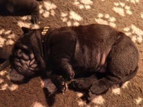 Chiots de race Shar pei à vendre chez l'éleveur DU ROYAUME DES SAMOURAIS