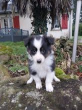 Chiots de race Shetland à vendre chez l'éleveur CAVALIN CHRISTOPHE