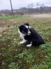 Chiots de race Shetland à vendre chez l'éleveur CAVALIN CHRISTOPHE