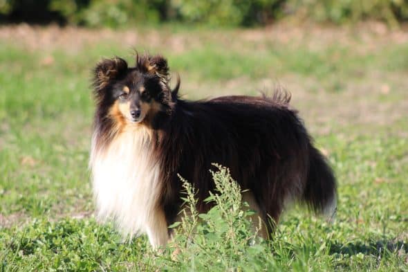 Image de la portée de chiot de l'élévage GAEC DE PEYRELEVADE