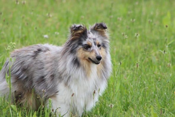 Image de la portée de chiot de l'élévage GAEC DE PEYRELEVADE