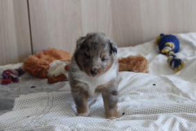 Chiots de race Shetland à vendre chez l'éleveur des petites lucioles