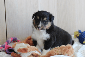 Chiots de race Shetland à vendre chez l'éleveur des petites lucioles