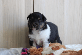 Chiots de race Shetland à vendre chez l'éleveur des petites lucioles