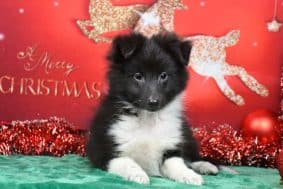 Chiots de race Shetland à vendre chez l'éleveur DE LA SOURCE DU MONTET