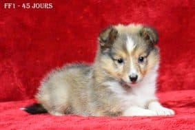 Chiots de race Shetland à vendre chez l'éleveur DE LA SOURCE DU MONTET