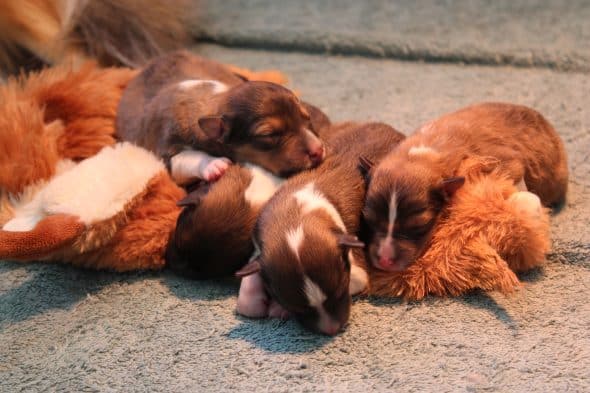 Image de la portée de chiot de l'élévage GAEC DE PEYRELEVADE