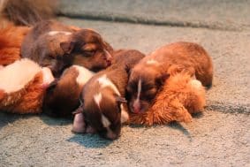 Chiots de race Shetland à vendre chez l'éleveur GAEC DE PEYRELEVADE