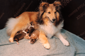 Chiots de race Shetland à vendre chez l'éleveur GAEC DE PEYRELEVADE