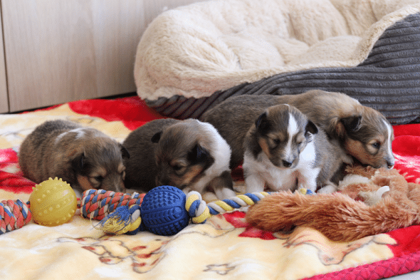 Image de la portée de chiot de l'élévage des petites lucioles