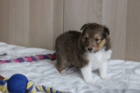 Chiots de race Shetland à vendre chez l'éleveur des petites lucioles