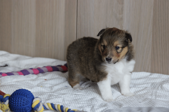 Image de la portée de chiot de l'élévage des petites lucioles