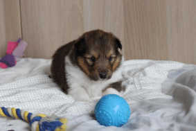 Chiots de race Shetland à vendre chez l'éleveur des petites lucioles