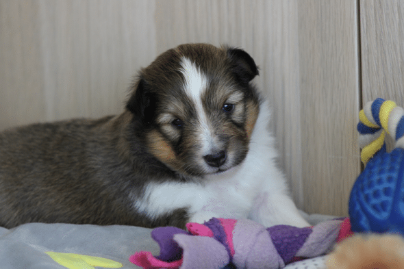 Image de la portée de chiot de l'élévage des petites lucioles