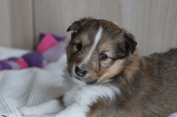 Image de la portée de chiot de l'élévage des petites lucioles